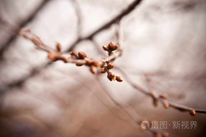 樱桃树分枝与芽