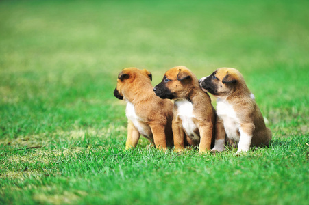 比利时牧羊犬幼犬