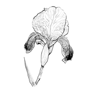 详细的手绘制的鸢尾花设计