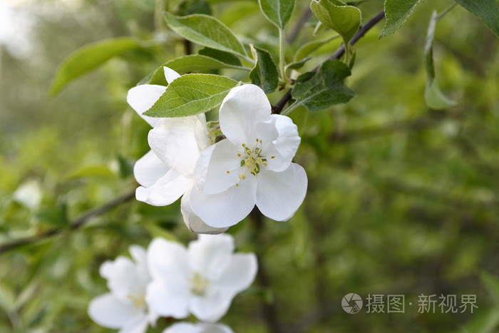 苹果花
