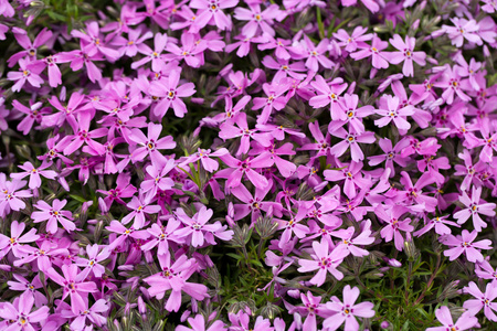 aubrieta cultorum粉红色或紫色的小花