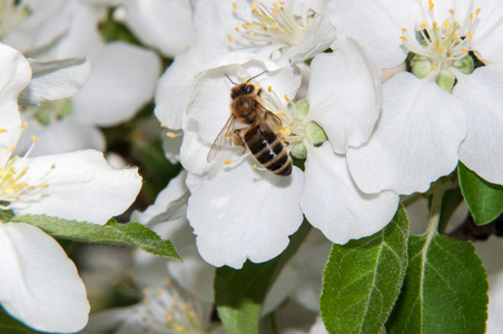 蜜蜂在花苹果上
