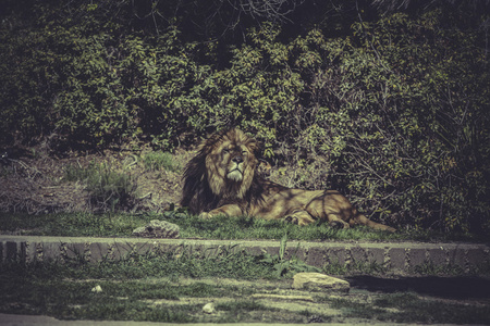 狮子在野生动物场景