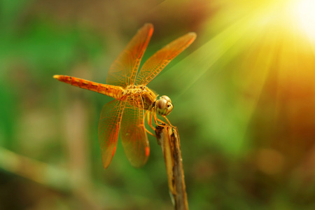 在明亮的背景上的蜻蜓图片