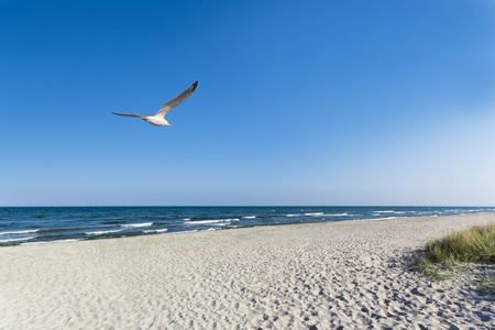 在海滩上的海鸥