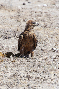 褐黄色双鹰在纳米比亚埃托沙野生动物园