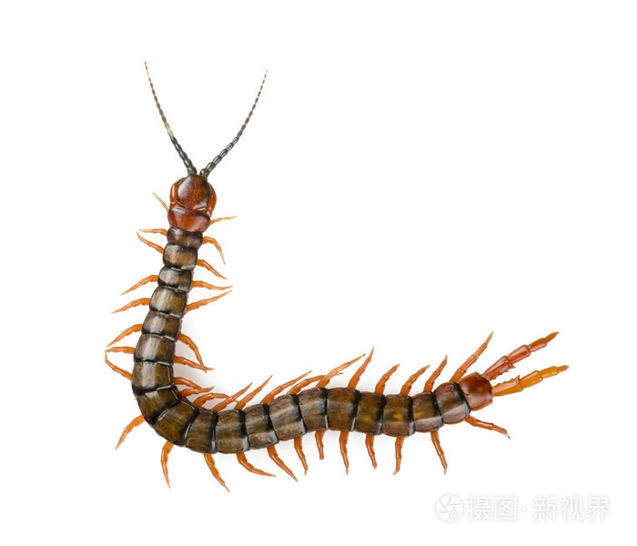 孤立的蜈蚣
