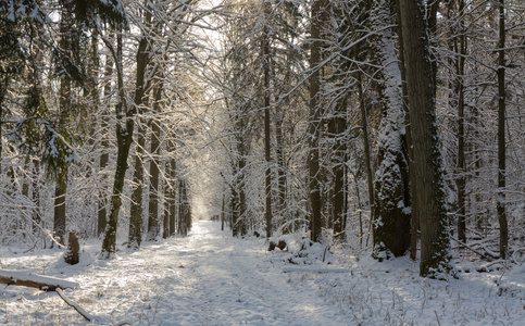 森林地面道路雪覆盖图片