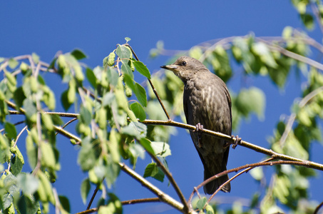 小鸟在树枝上休息