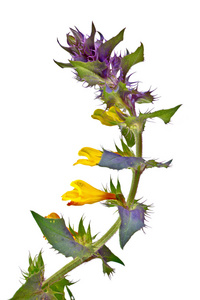 melampyrum nemorosum 或伊万达玛丽亚