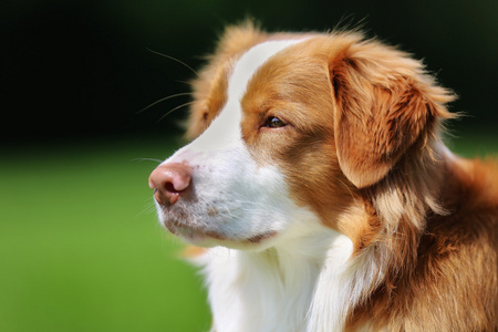 新斯科舍省鸭收费猎犬狗图片