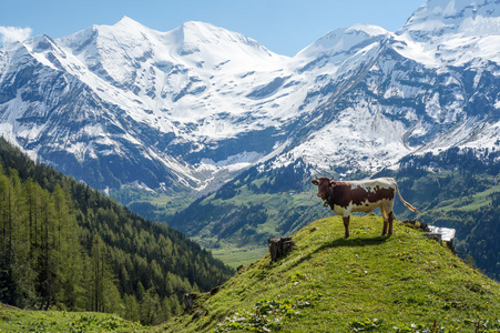 在阿尔卑斯山的小公牛