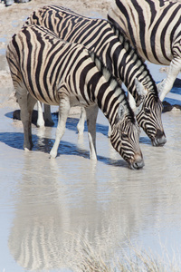 斑马在水坑埃托沙 纳米比亚