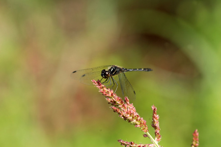 在日本的 sympetrum 斑蜻蜓