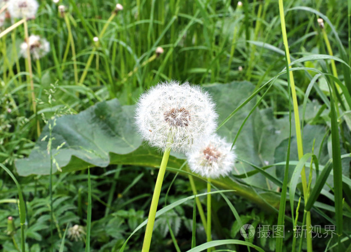 白色蓬松蒲公英的花