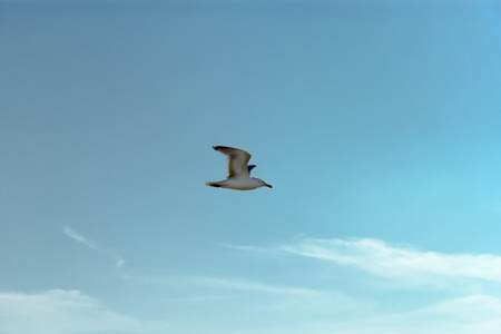在深蓝色的天空中飞翔的海鸥