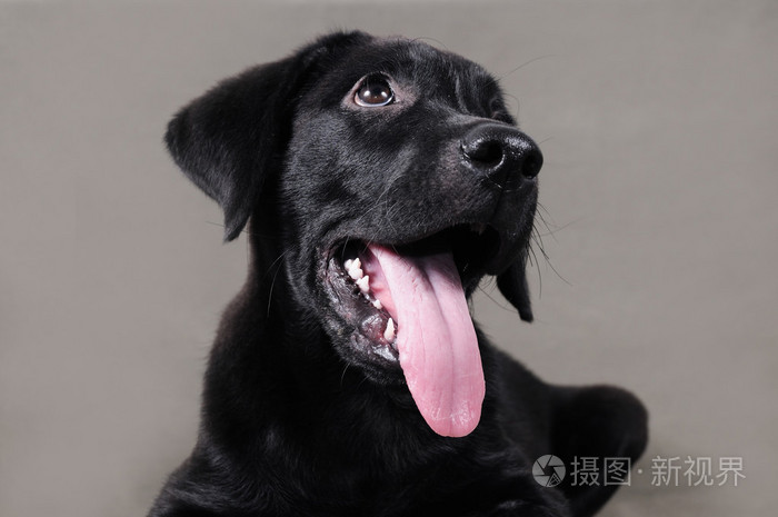 拉布拉多犬小狗