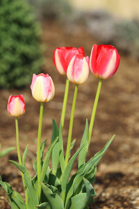 郁金香花