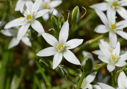 ipheion 芦