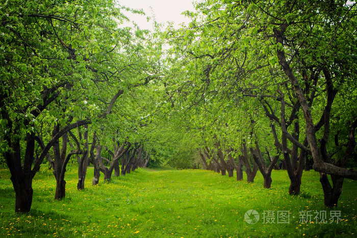 春天的苹果树