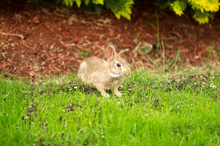 野兔子吃了院子里的草