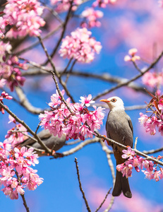 在樱花树枝的白头鹎鸟