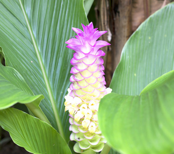 暹罗郁金香花的领域