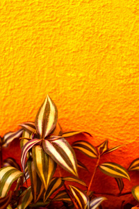橘黄色的墙上的图案叶子