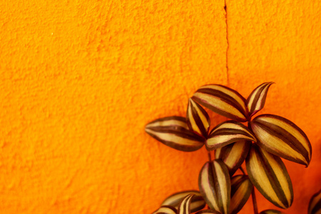 橘黄色的墙上的图案叶子
