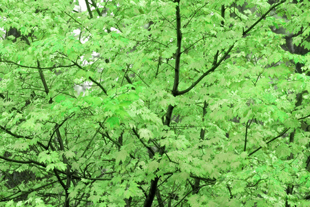 绿色秋树背景