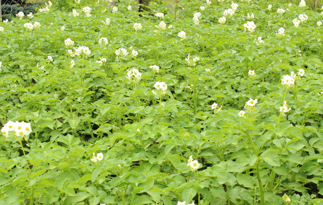 马铃薯布什与白色的花盛开图片