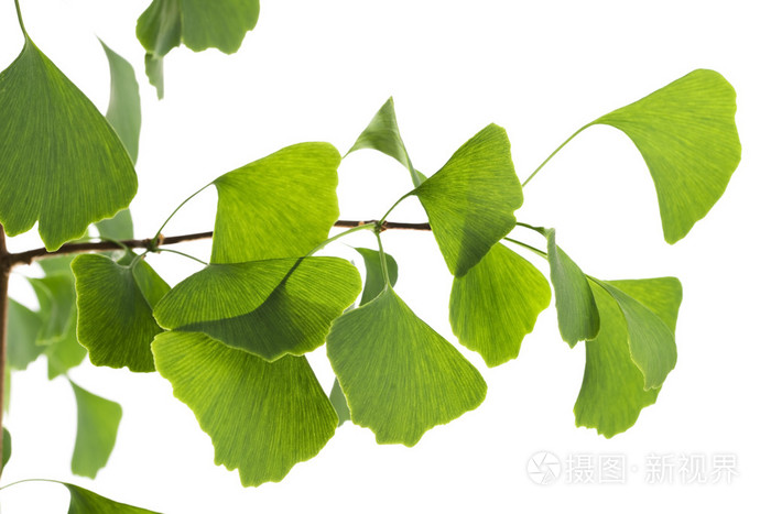 银杏叶上白色隔离