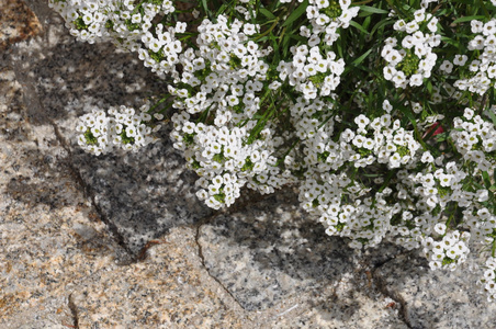 花园里的白花