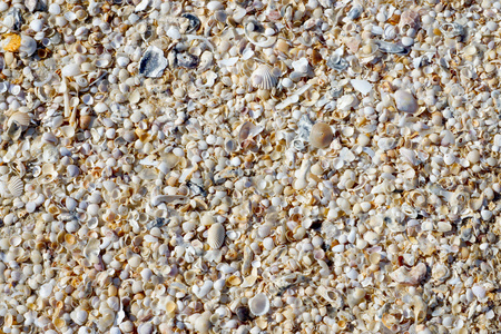 在夏天的海滩上的小贝壳的背景