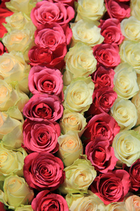 在婚礼的安排的不同色调的粉红玫瑰