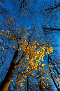 查看树的秋天风景中阳光灿烂的日子
