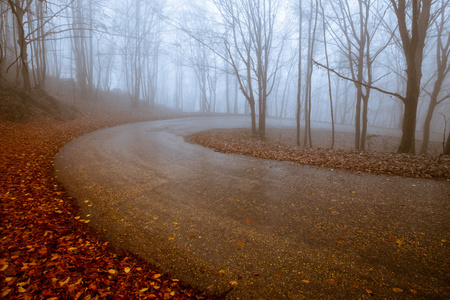 透过雾气弥漫的森林路