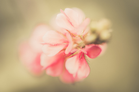 粉红色的花复古