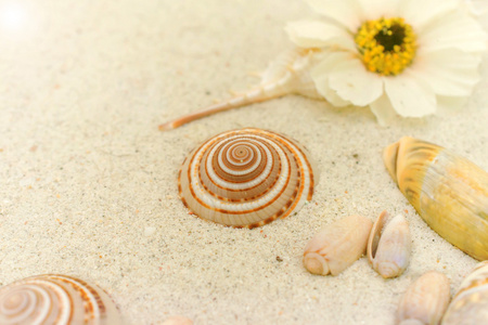 在白色的沙滩上的贝壳