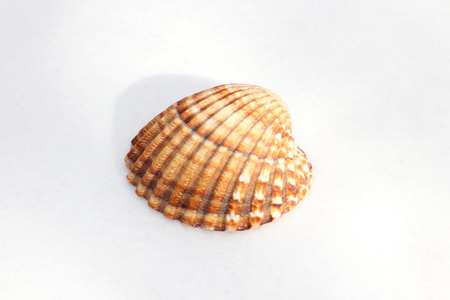 棕色的锯齿形的海贝壳