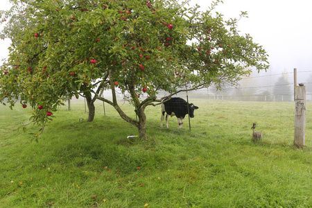 牛在阴郁的雨天花园里图片
