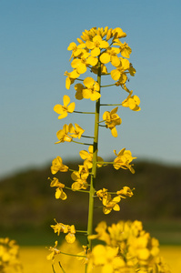 花特写