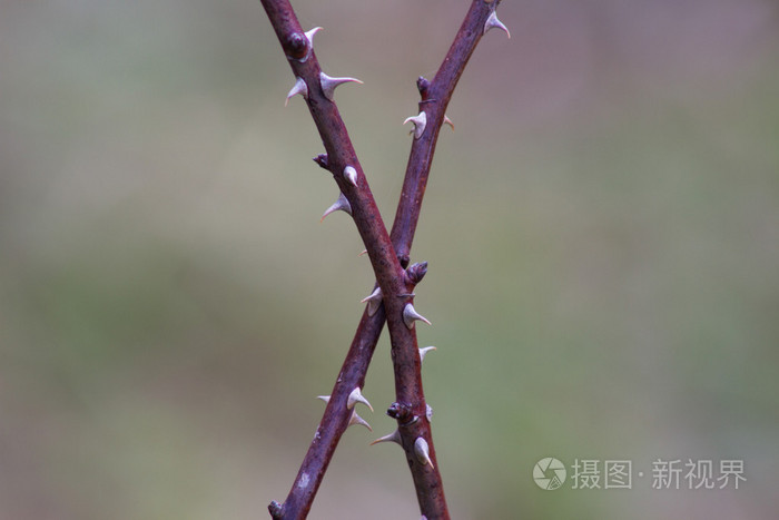 玫瑰树枝上的尖刺