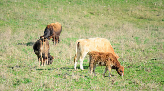 母牛和小牛在绿色的原野