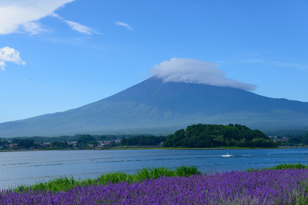 富士山和熏衣草河口湖畔