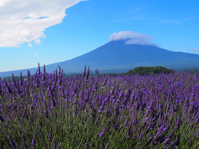 富士山和熏衣草河口湖畔