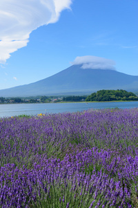 富士山和熏衣草河口湖畔