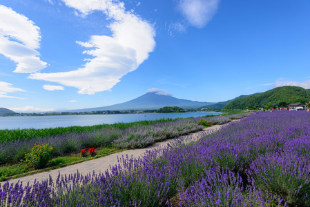富士山和熏衣草河口湖畔