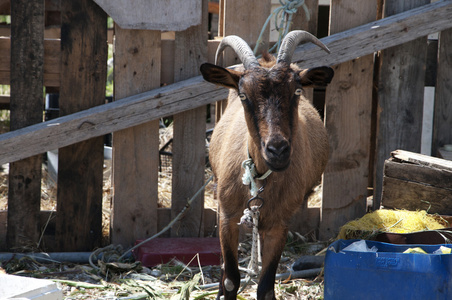 斯卡拉卡洛尼在希腊的莱斯沃斯岛上的山羊