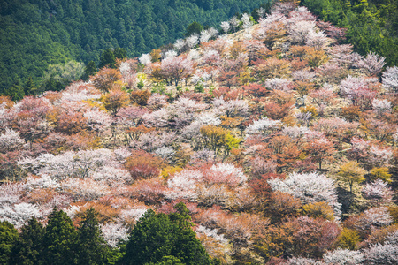 Yoshinoyama 日本